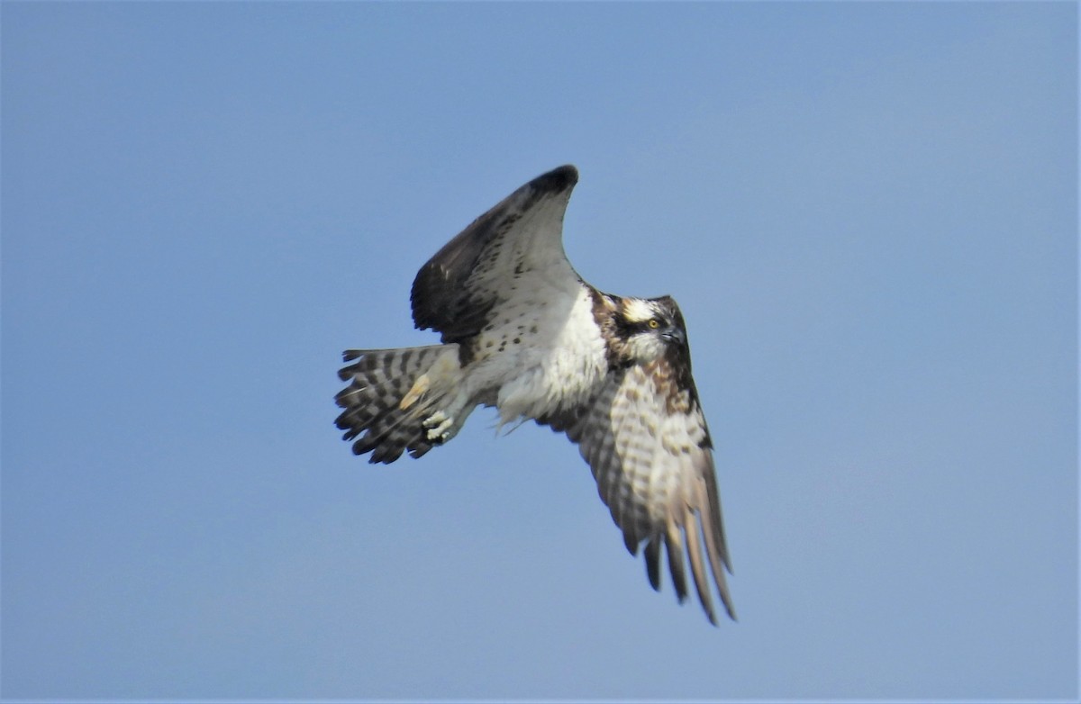 Águila Pescadora - ML603934741