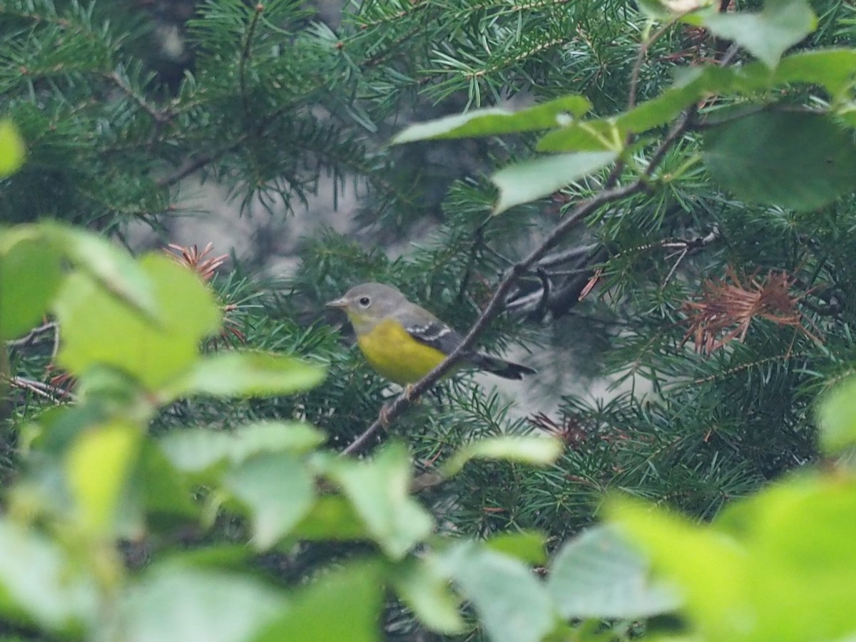 Magnolia Warbler - Thierry Grandmont