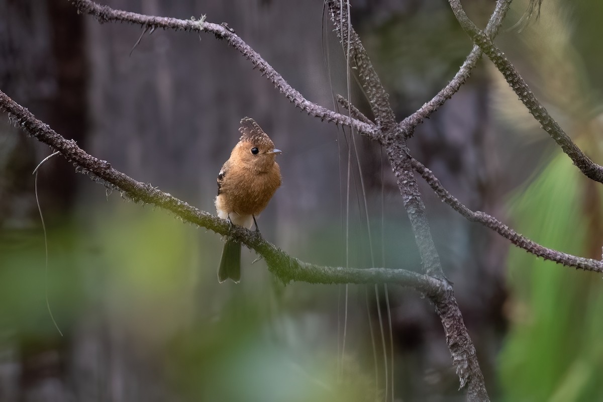 Tufted Flycatcher - ML603938651