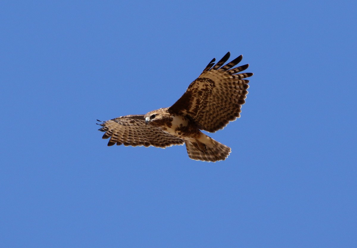 Madagascar Buzzard - ML603939431