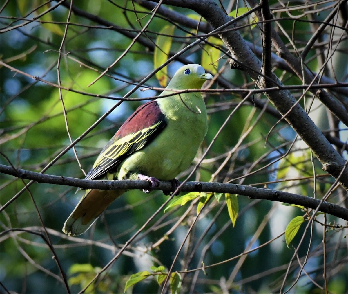 Gray-fronted Green-Pigeon - mathew thekkethala