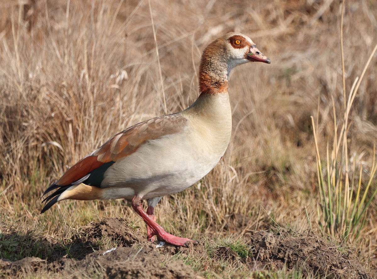 Egyptian Goose - ML603940501