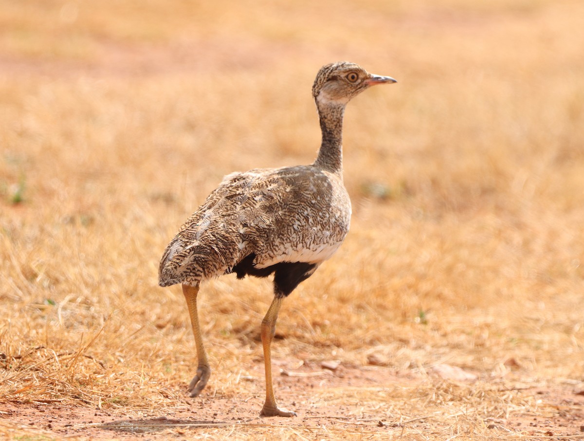 White-quilled Bustard - ML603940601