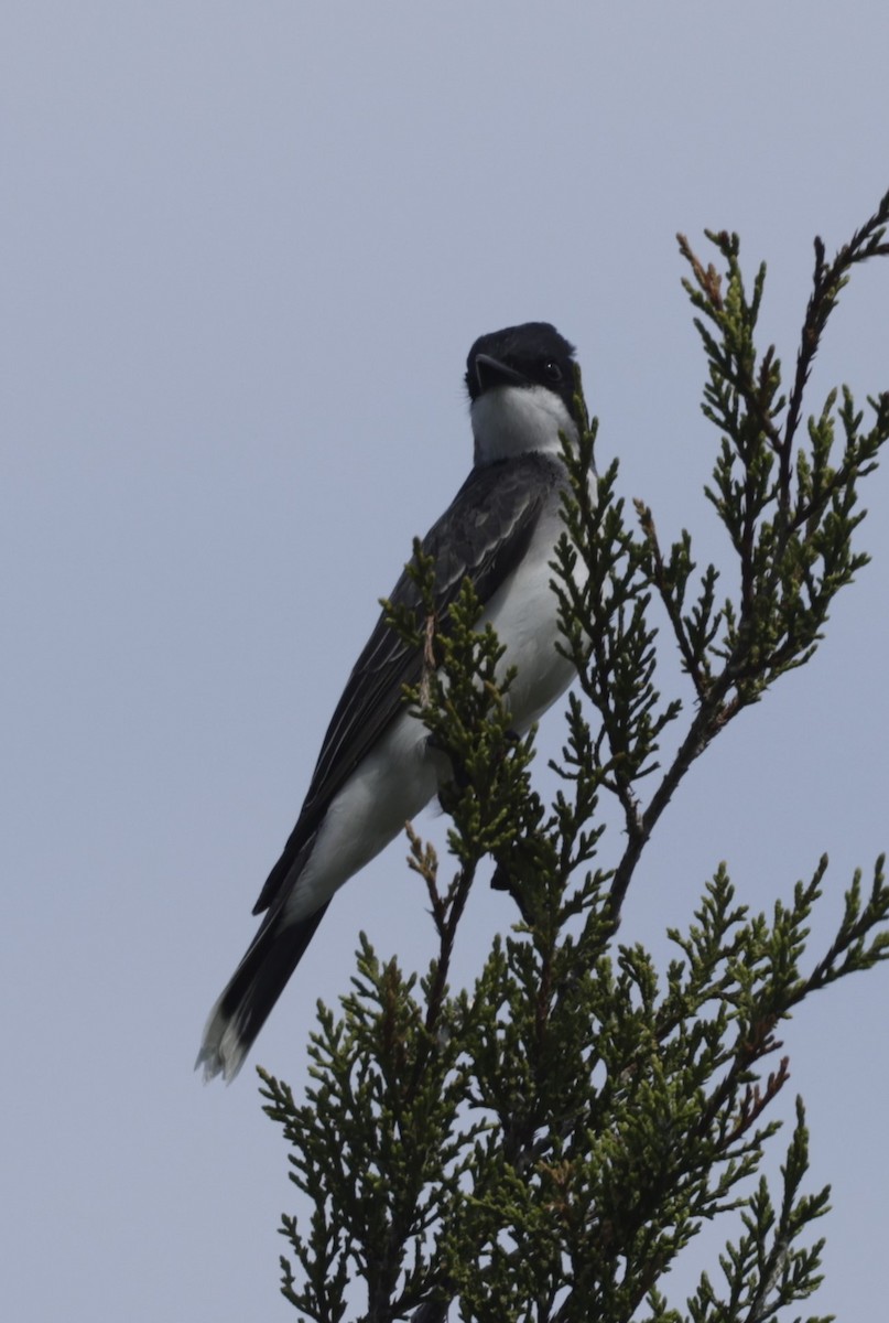 Eastern Kingbird - ML603941981