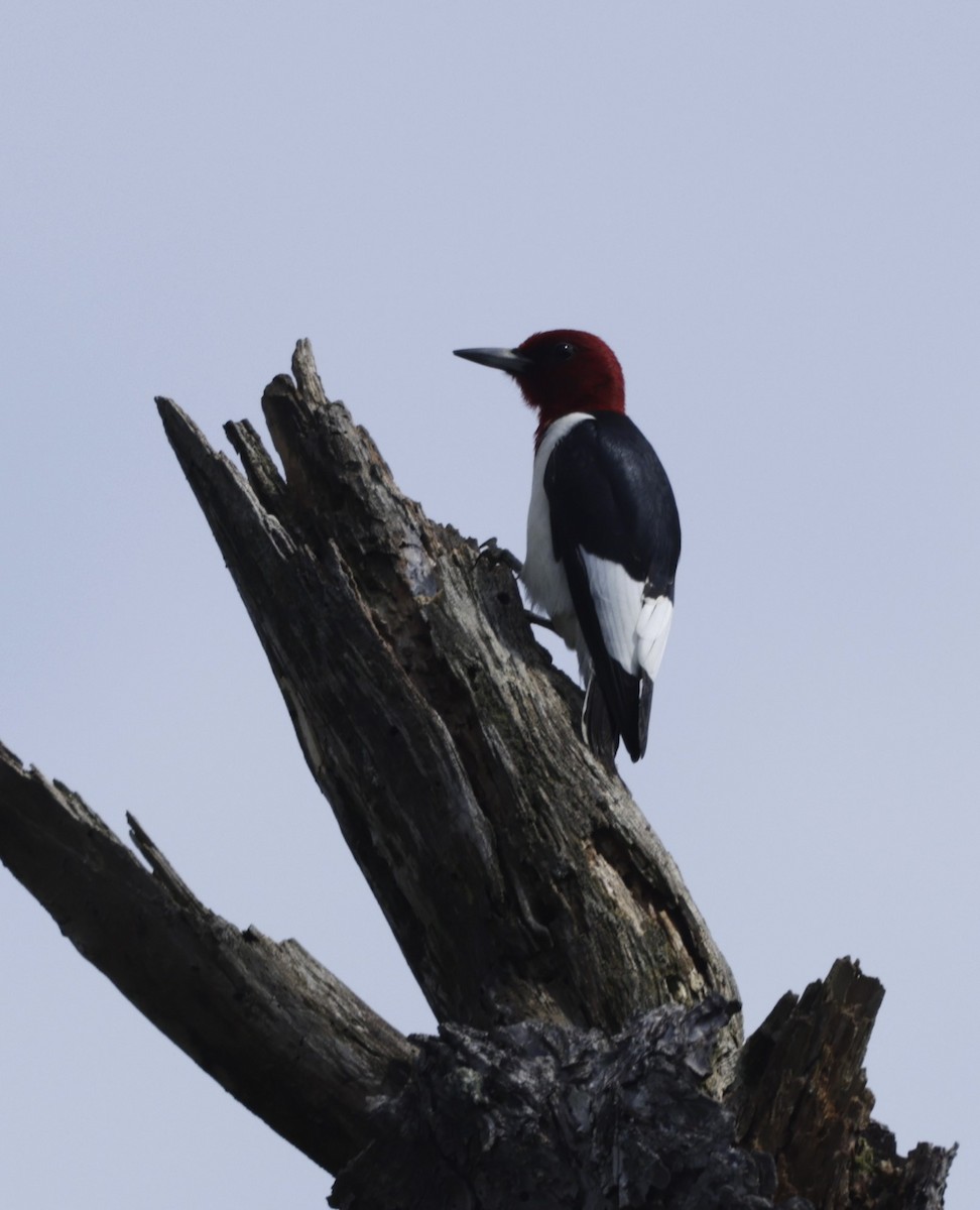 Red-headed Woodpecker - ML603942021