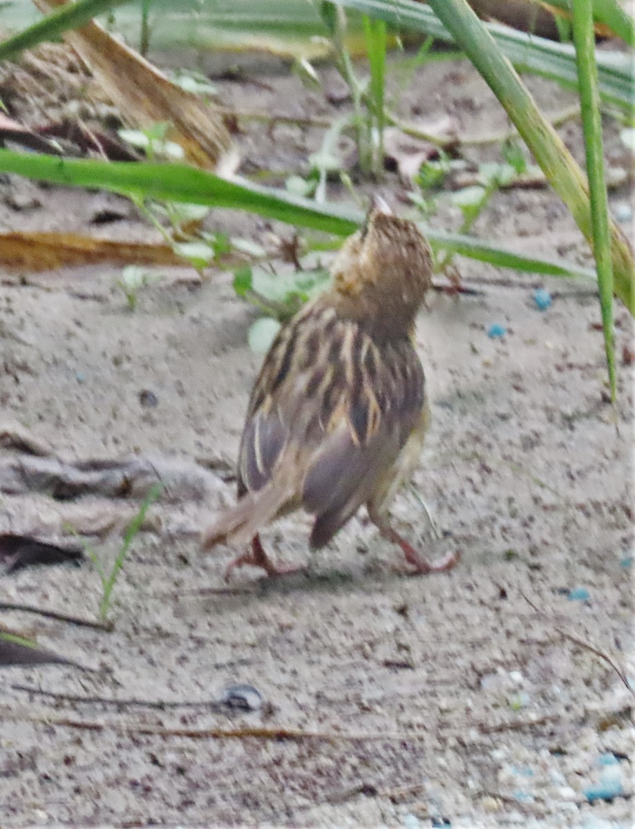 Baya Weaver - Paula Haynes