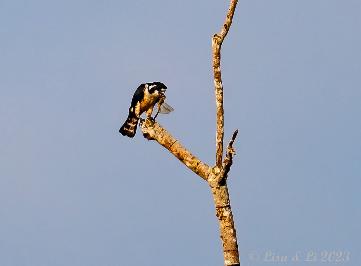 Black-thighed Falconet - Lisa & Li Li