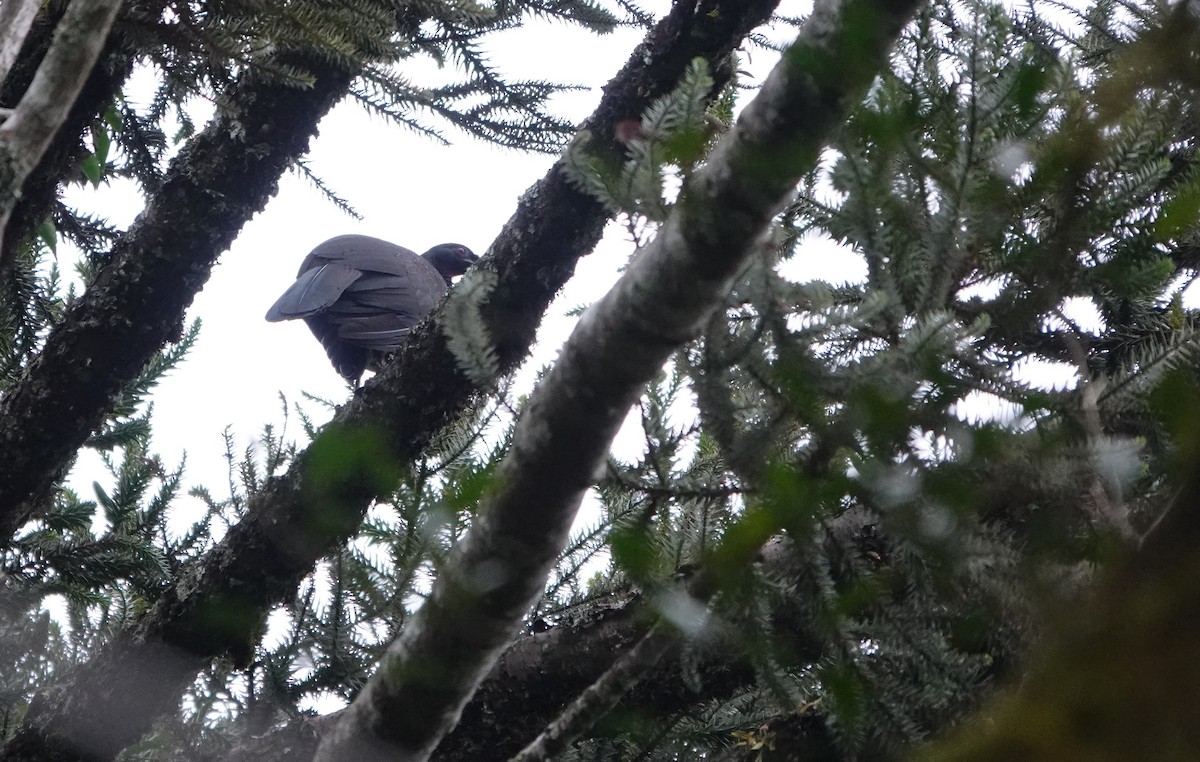 Dusky-legged Guan - ML603942651