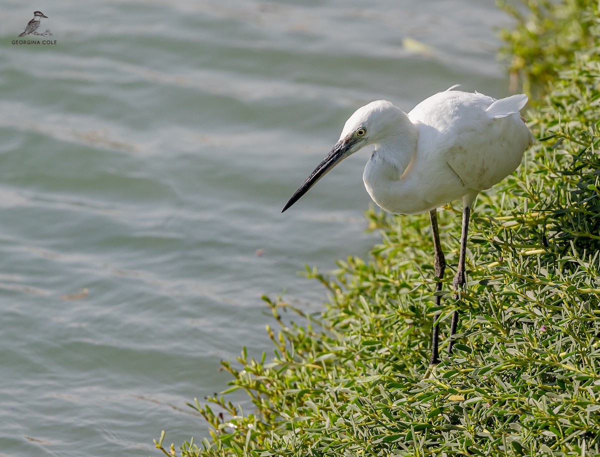 Little Egret - Georgina Cole