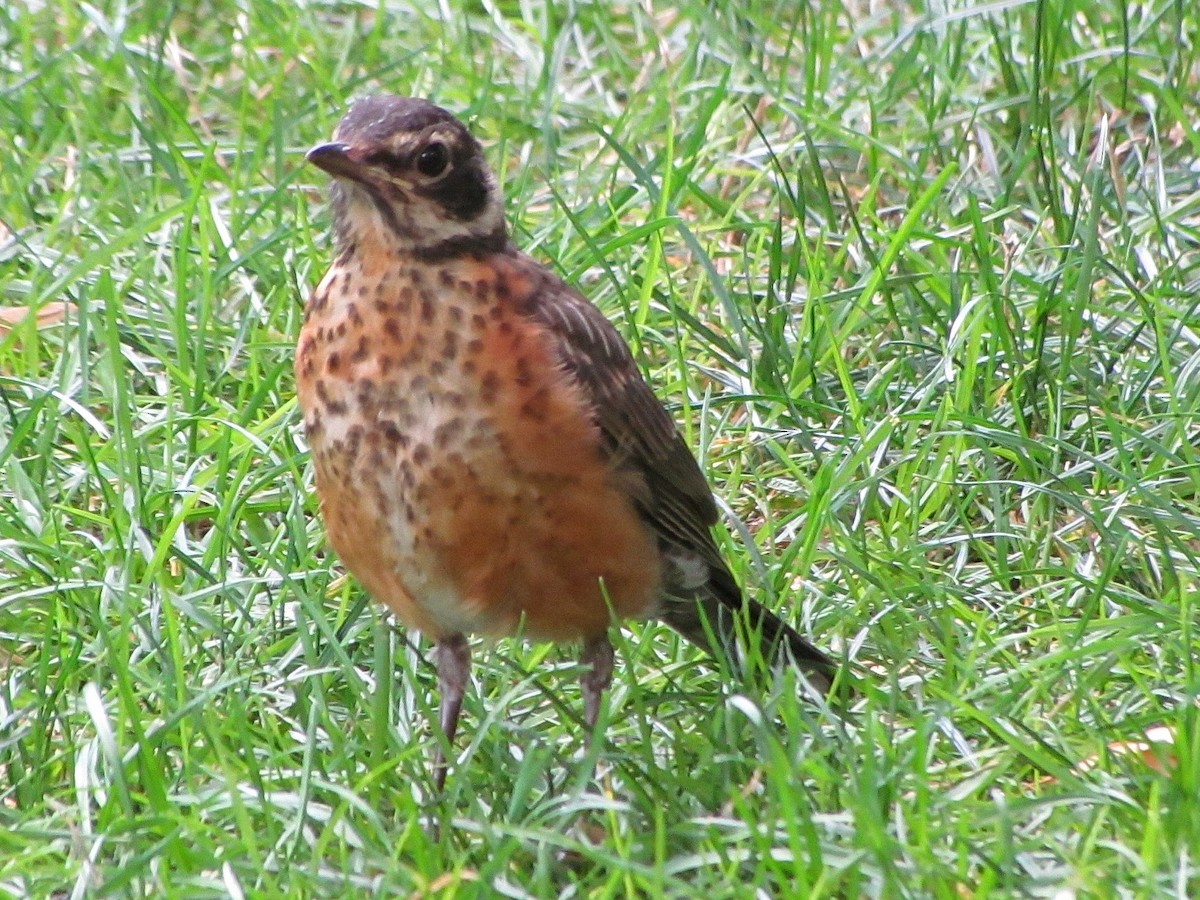 American Robin - ML603943221