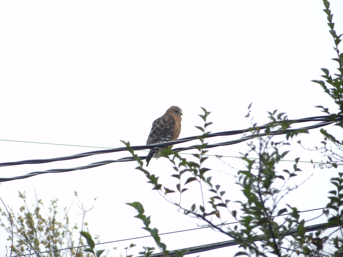 Red-shouldered Hawk - ML603944101