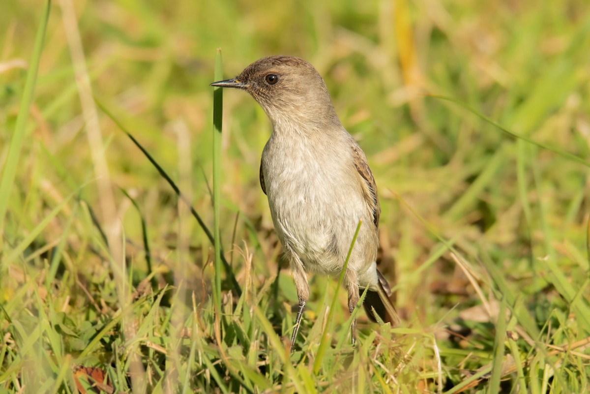 Dark-faced Ground-Tyrant - ML603944591