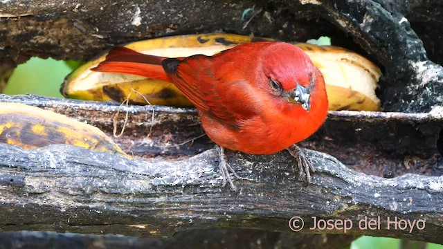 Piranga Bermeja (grupo lutea) - ML603946151