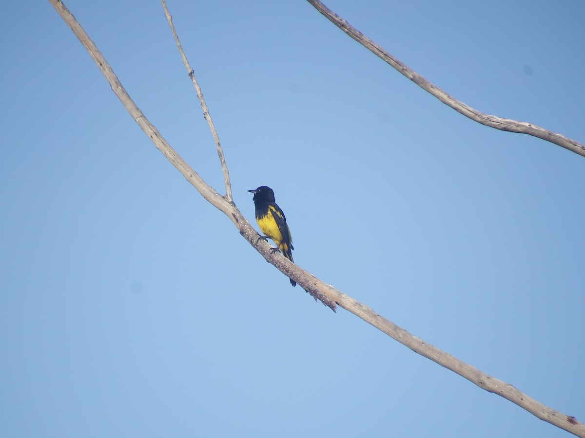 Bahama Oriole - Elijah Sands 🦅