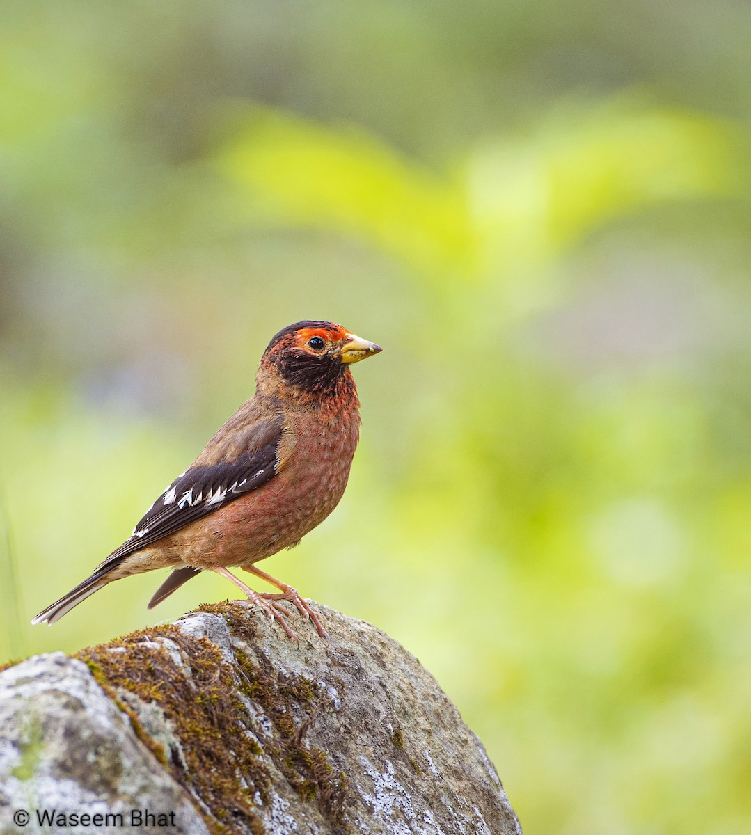 Spectacled Finch - Waseem Bhat