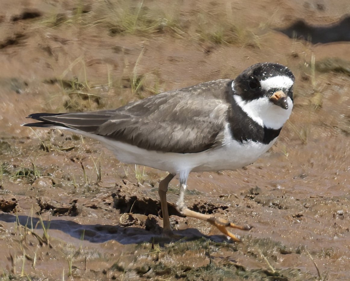 Semipalmated Plover - ML603948101