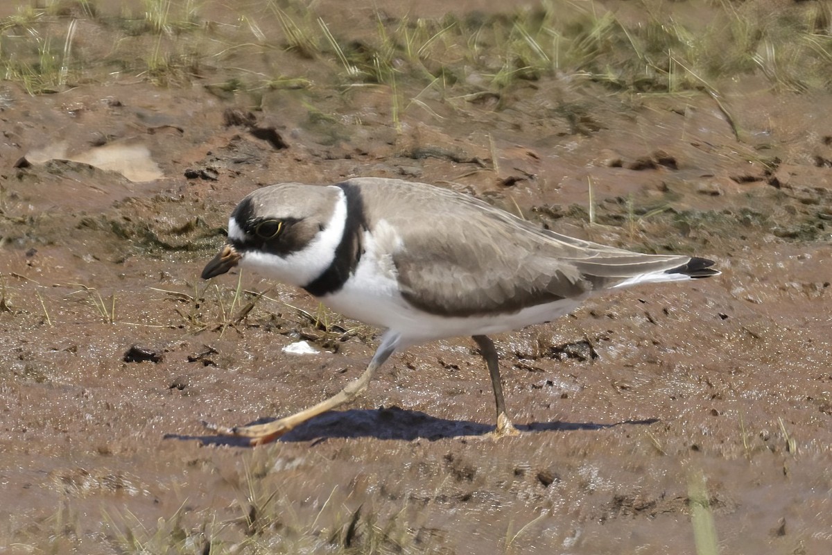 Semipalmated Plover - ML603948111