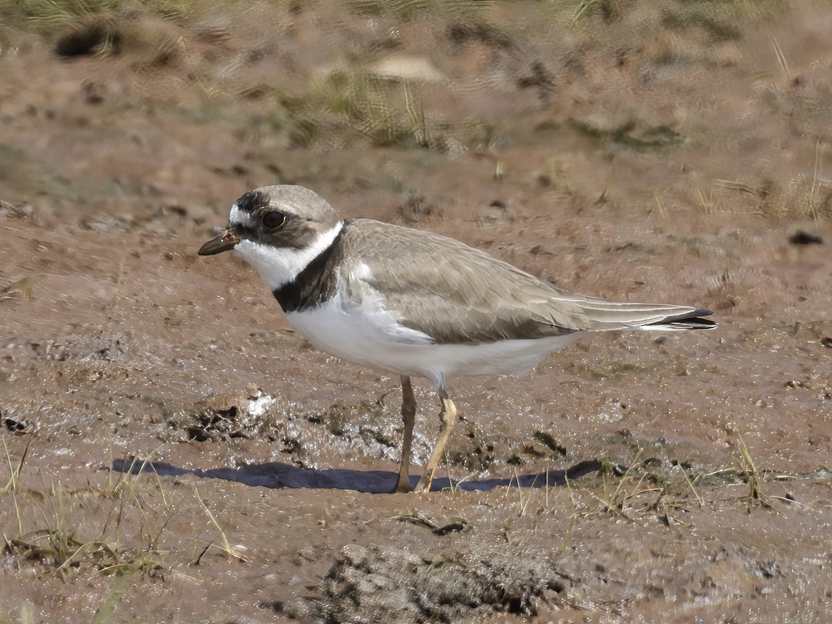 Semipalmated Plover - ML603948121