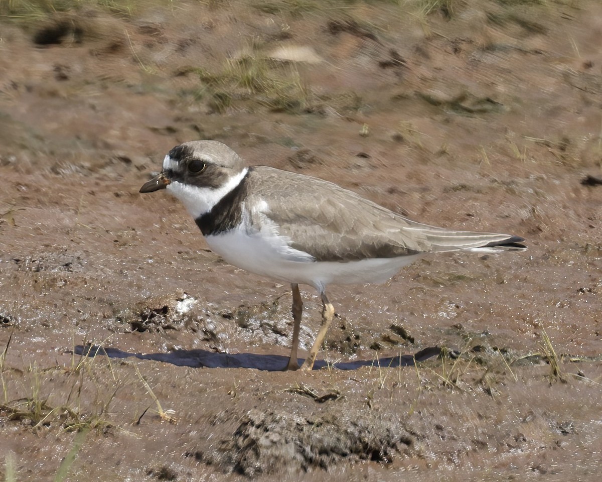 Semipalmated Plover - ML603948131