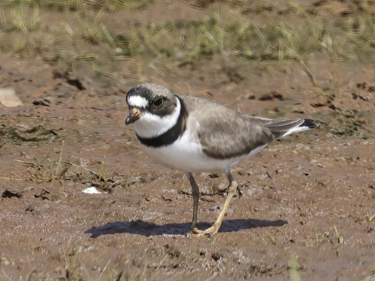 Semipalmated Plover - ML603948151