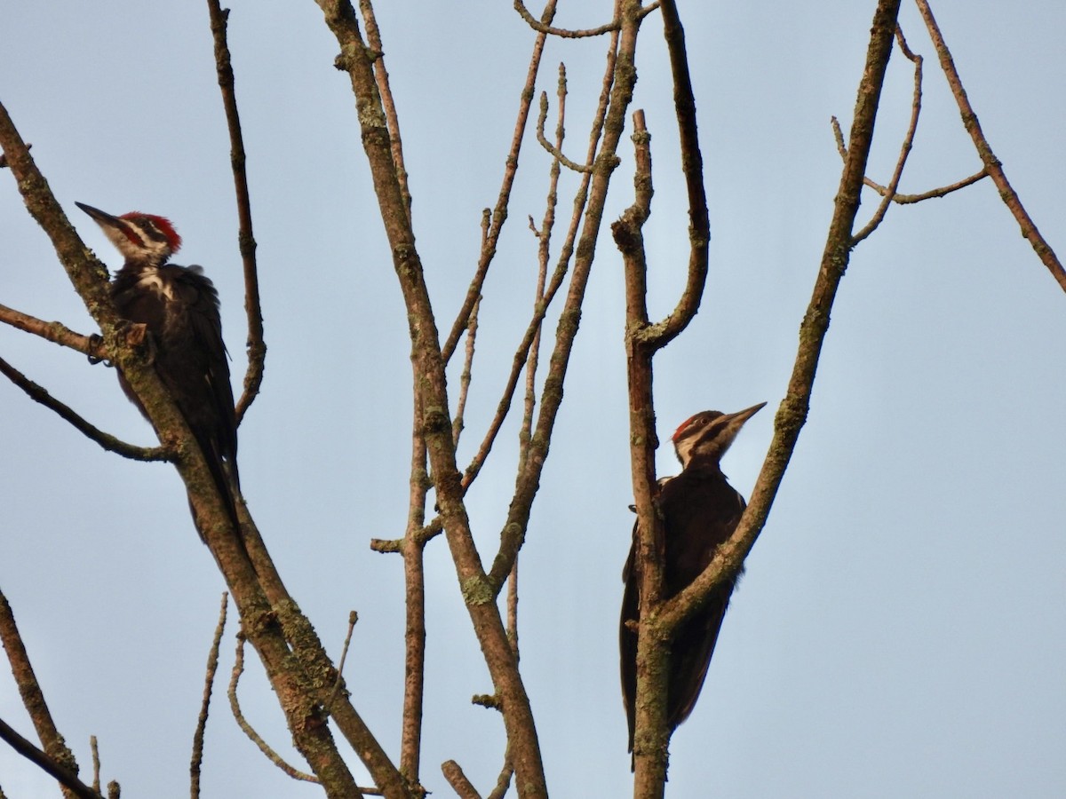 Pileated Woodpecker - ML603948411
