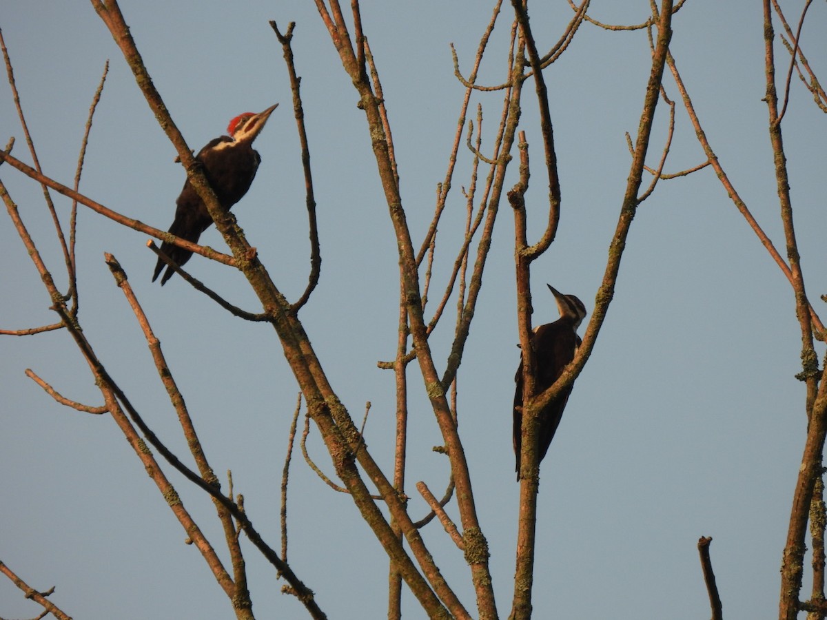 Pileated Woodpecker - ML603948431