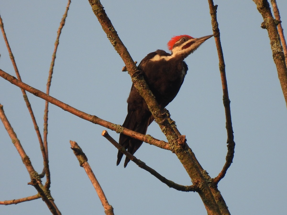 Pileated Woodpecker - ML603948441