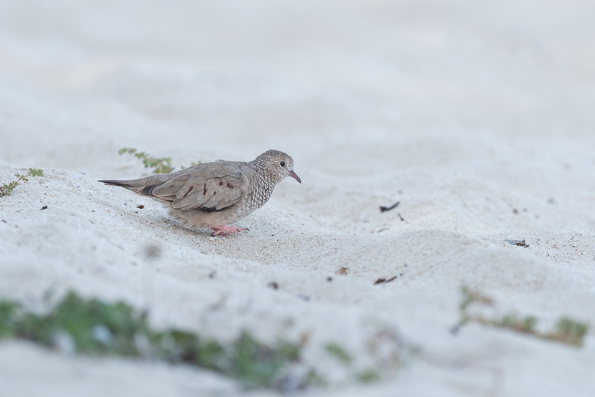 Common Ground Dove - Luis Guillermo