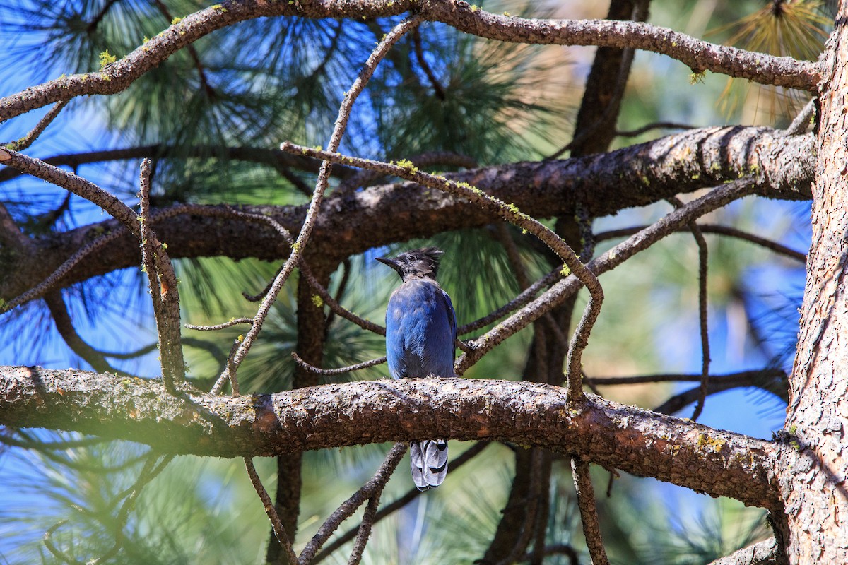 Steller's Jay - Joseph Turmes