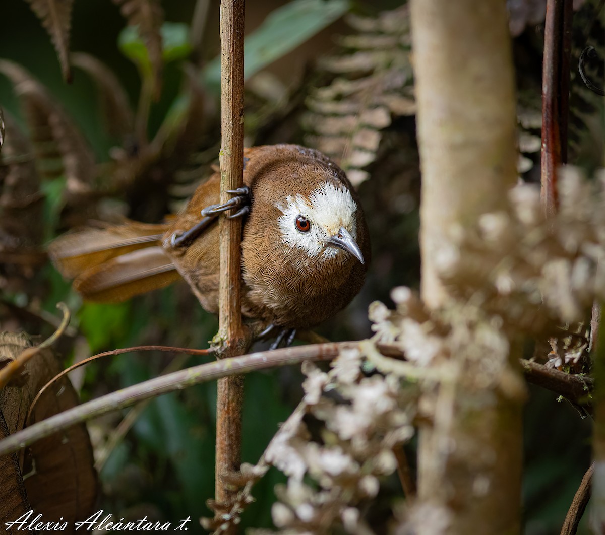 Peruvian Wren - ML603949821