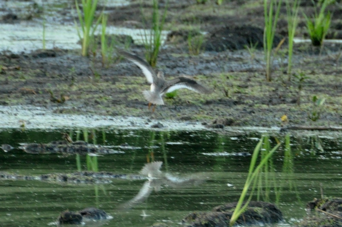 Terek Sandpiper - ML603950071