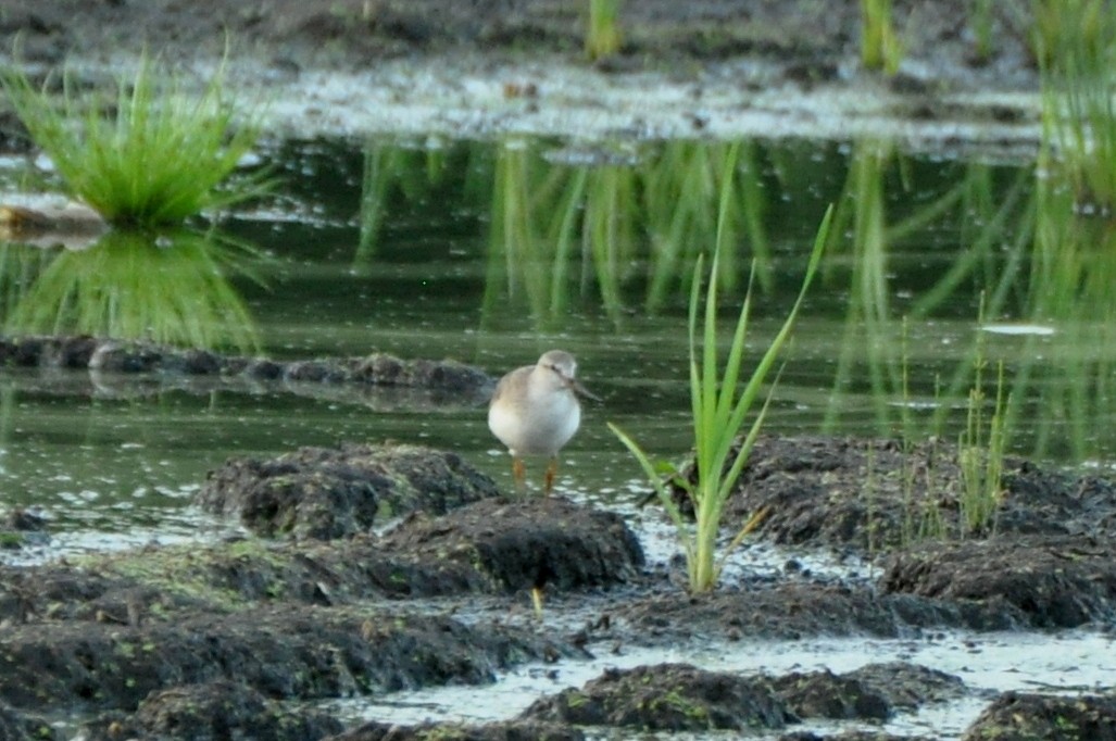 Terekwasserläufer - ML603950091