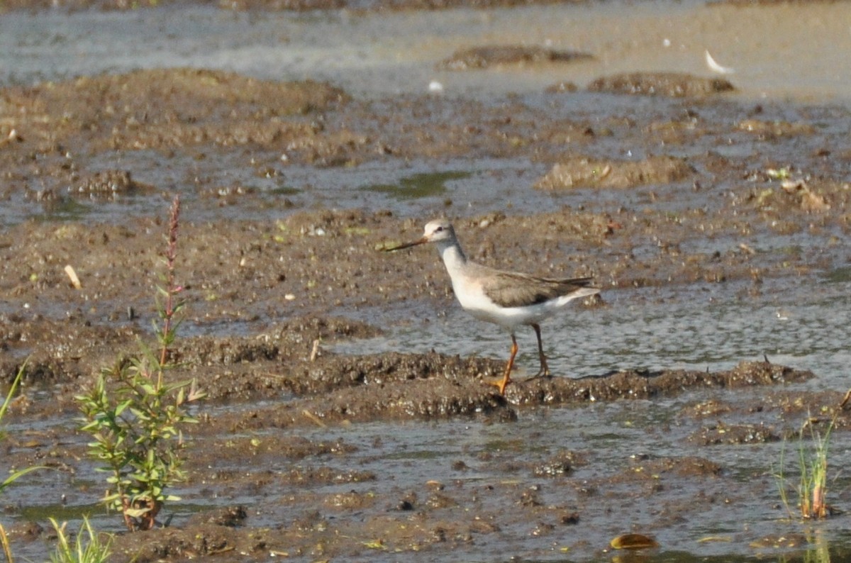 Terekwasserläufer - ML603950151