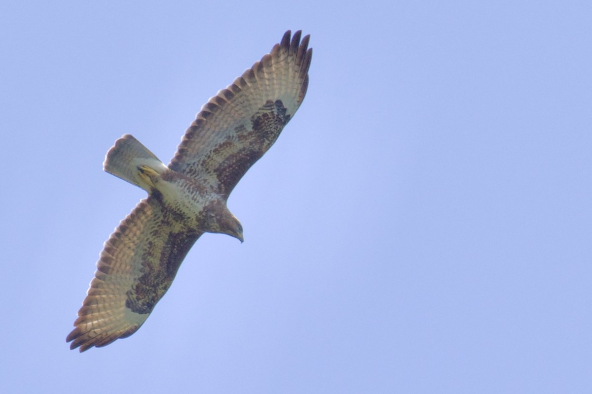 Common Buzzard - Debbie Metler