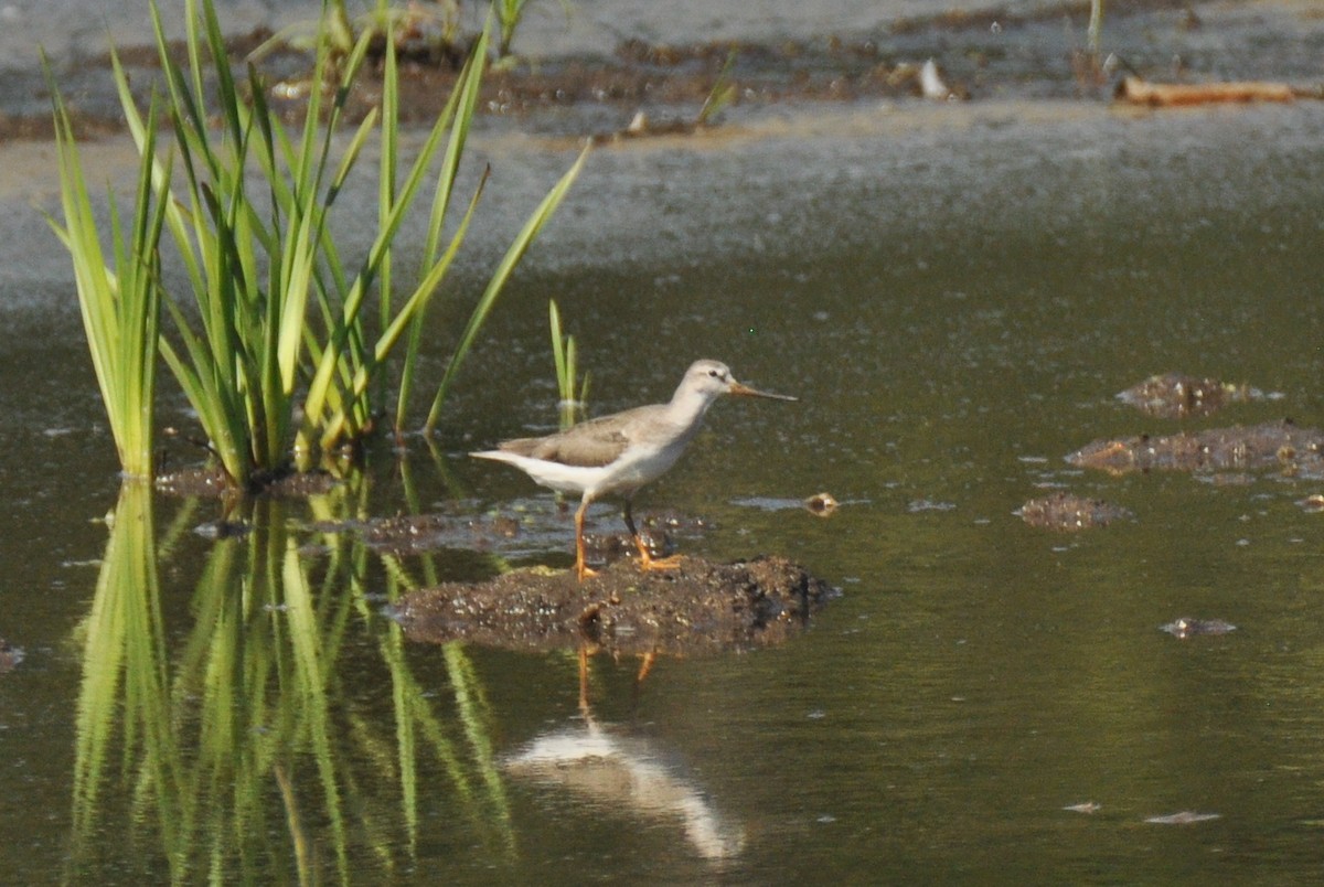 Terek Sandpiper - ML603950201