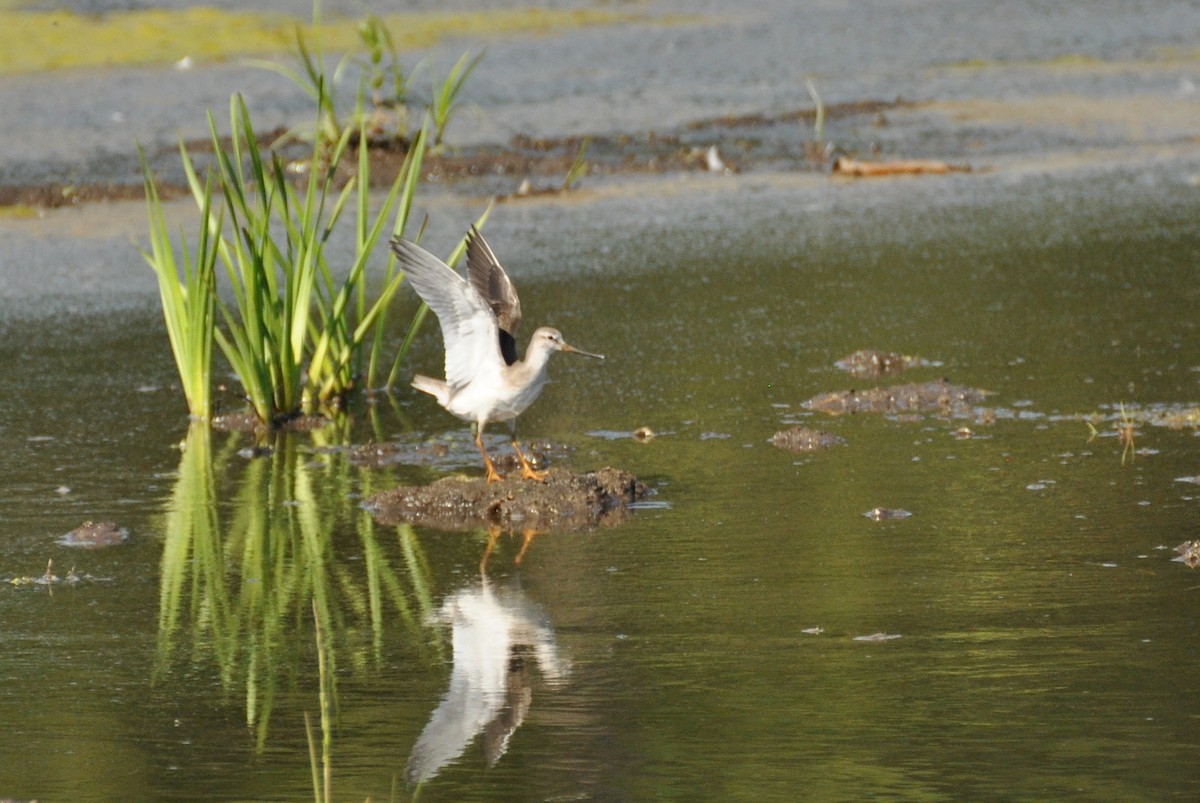 Terek Sandpiper - ML603950221