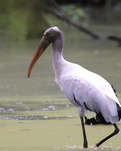 Wood Stork - ML603950271