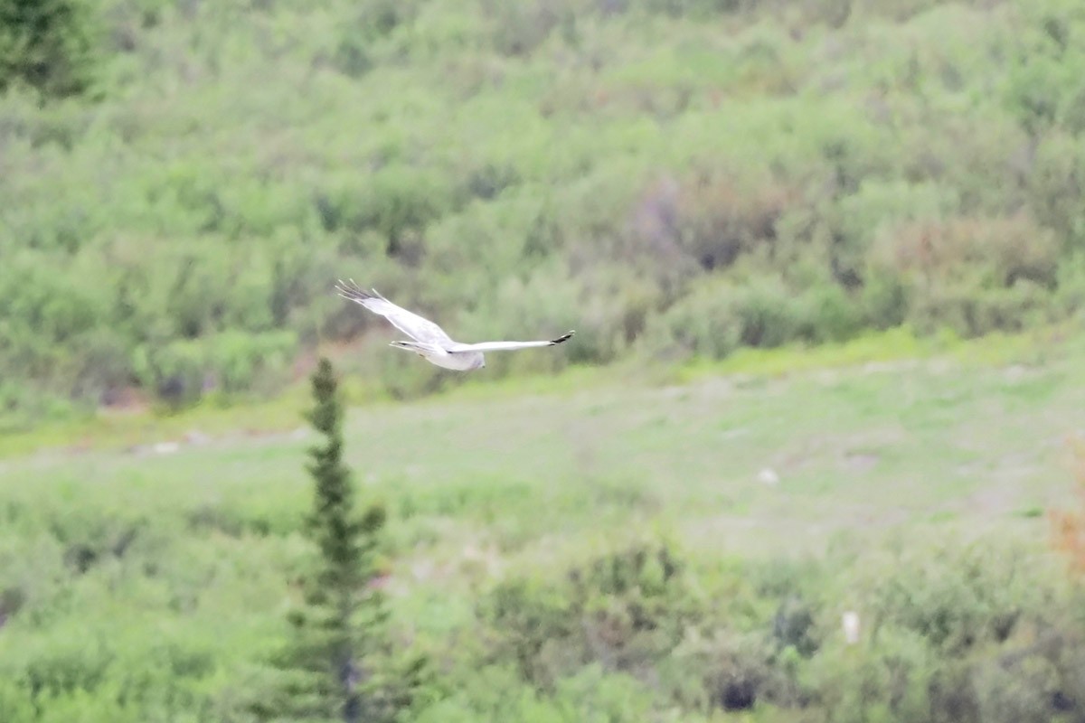 Northern Harrier - ML603950311