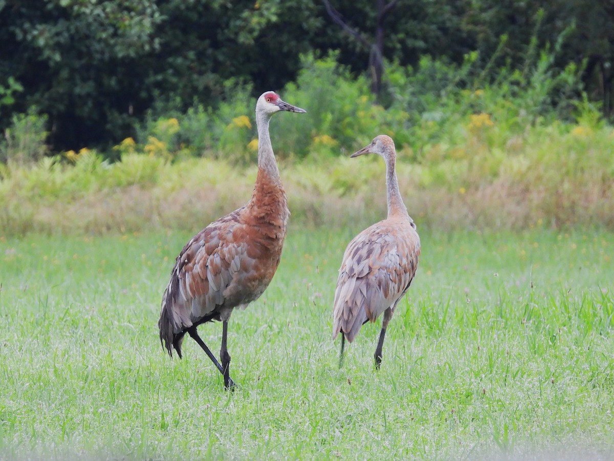 Sandhill Crane - Paul Mahler