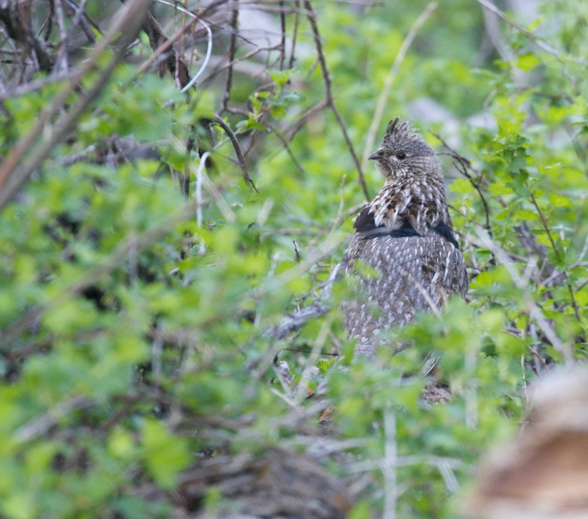 Ruffed Grouse - ML60395131