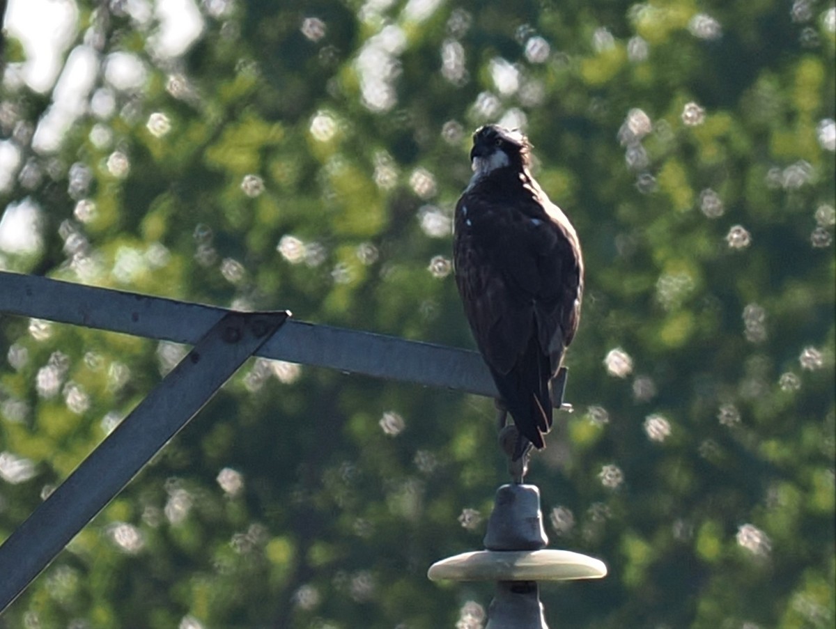 Osprey - ML603951961