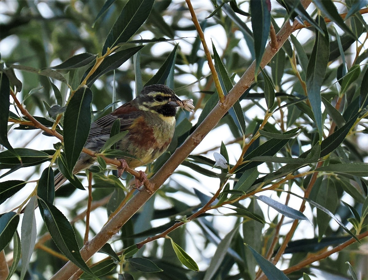 Cirl Bunting - ML603952011