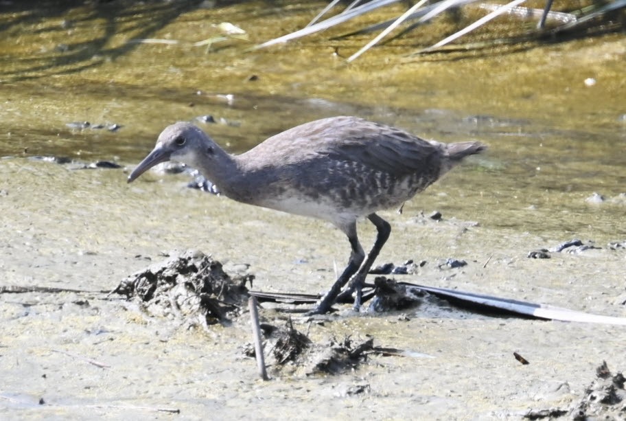 Clapper Rail - ML603952711