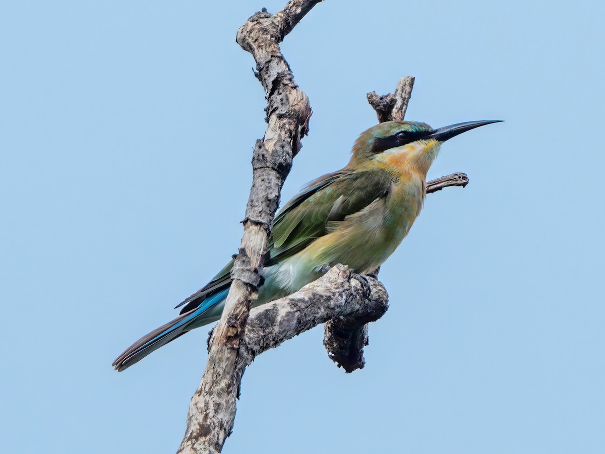 Blue-tailed Bee-eater - ML603953211