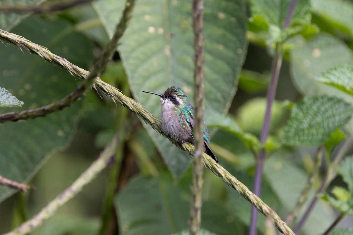 Western Emerald - ML603953321