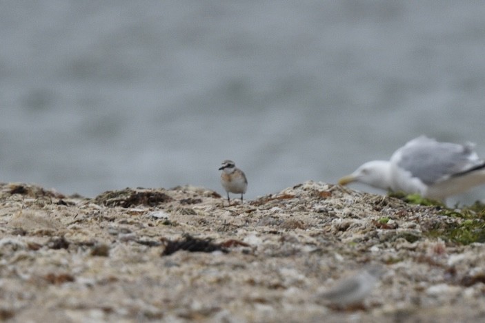 Siberian Sand-Plover - ML603955931