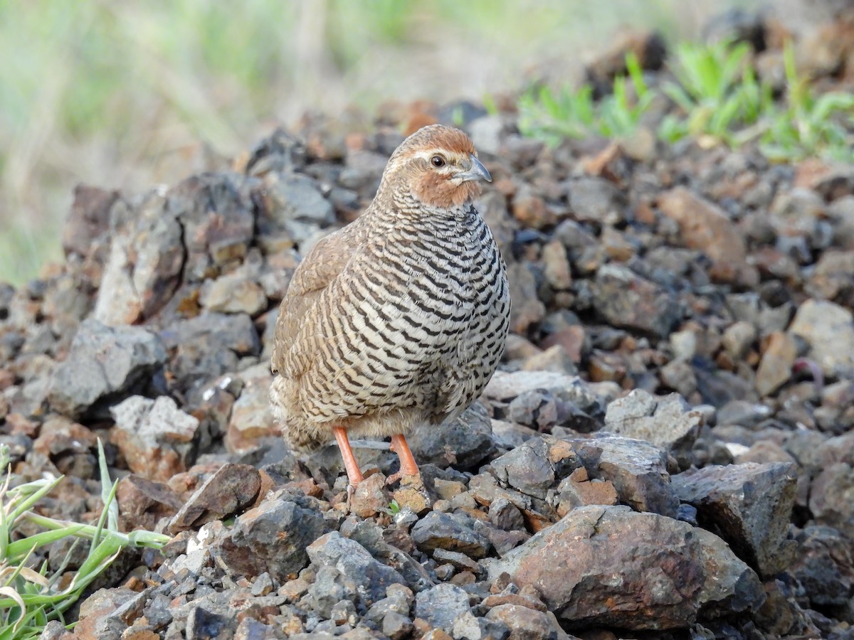 Rock Bush-Quail - ML603956201