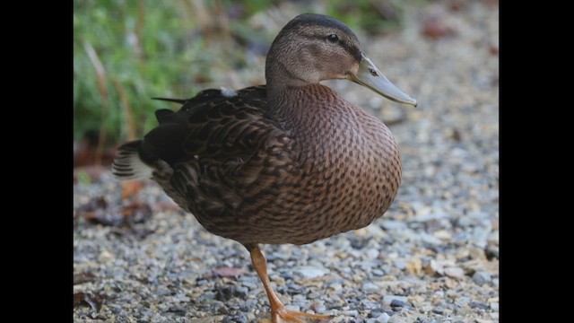 Mallard - ML603957421