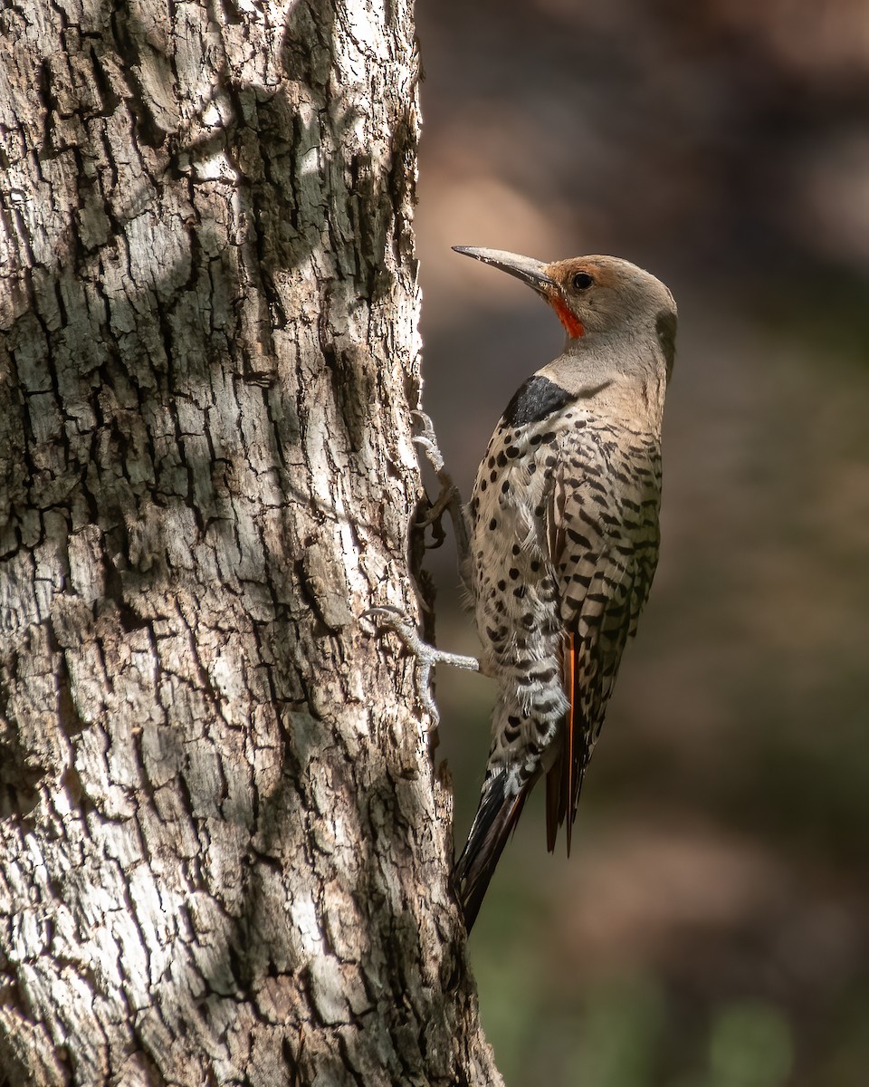 Northern Flicker (Red-shafted) - ML603958101