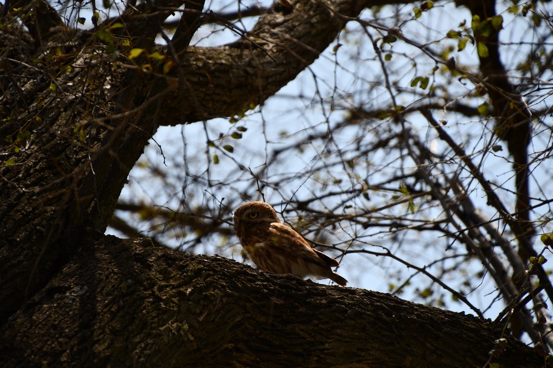 Little Owl - ML603958201